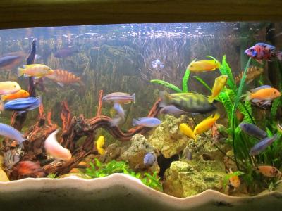 Akwarium Arek