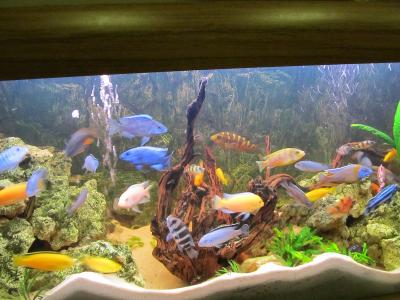 Akwarium Arek