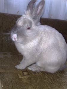 BAX :)