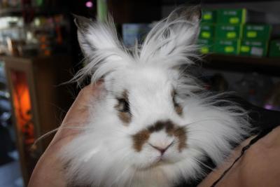 elvis